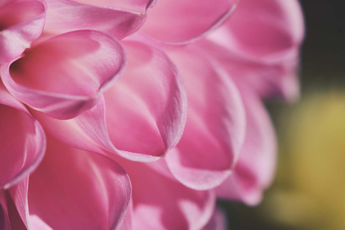 plant pink petaled flower close up photo dahlia