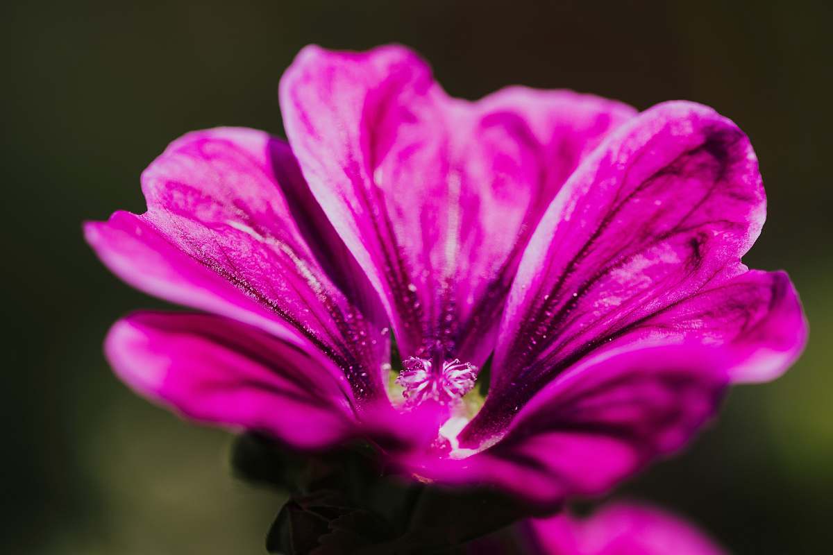 geranium pink petaled flower blossom