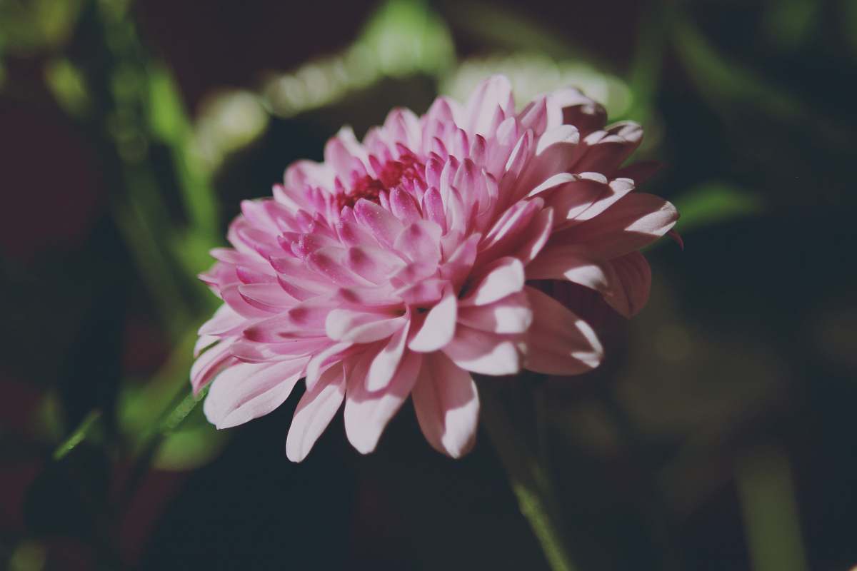 blossom pink petaled flower in bloom dahlia
