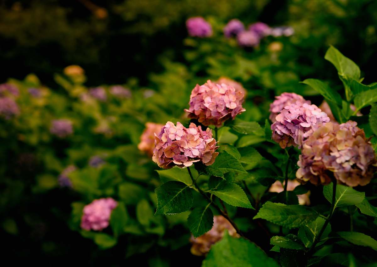 geranium pink petaled flower plants blossom