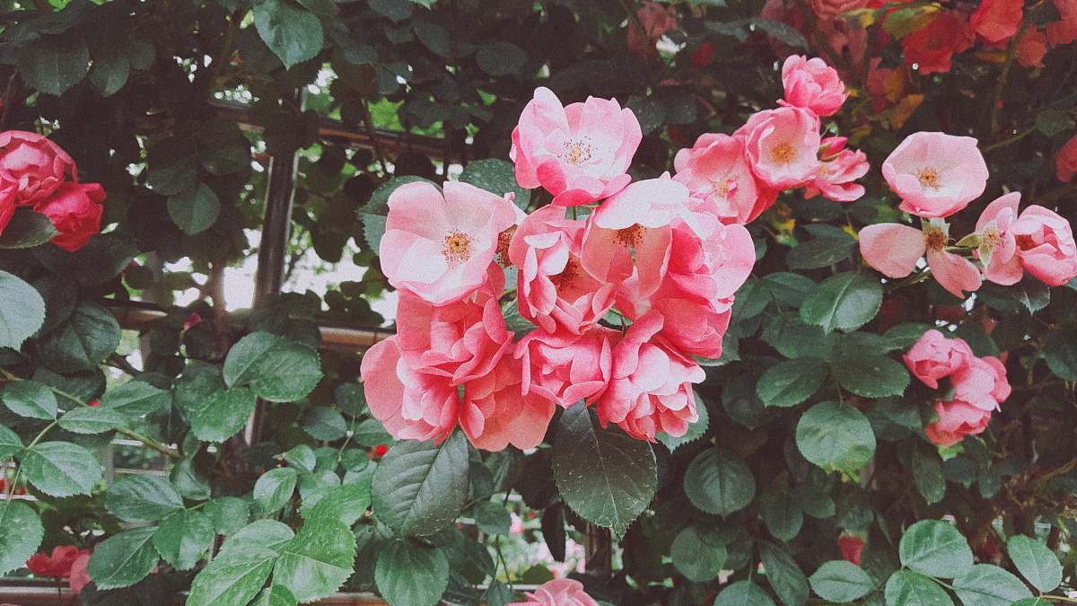 geranium pink petaled flowers blossom