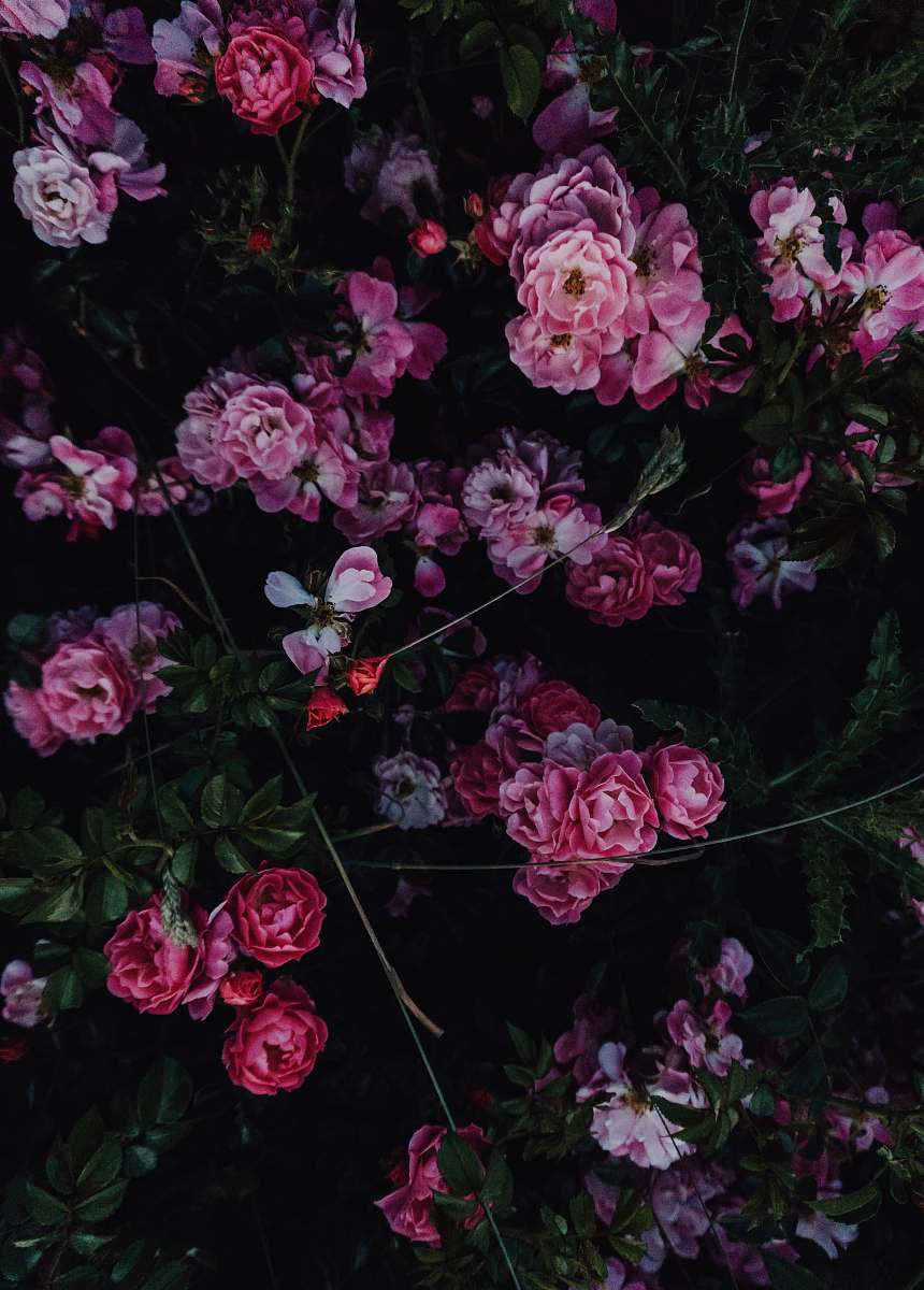 plant pink-petaled flowers geranium