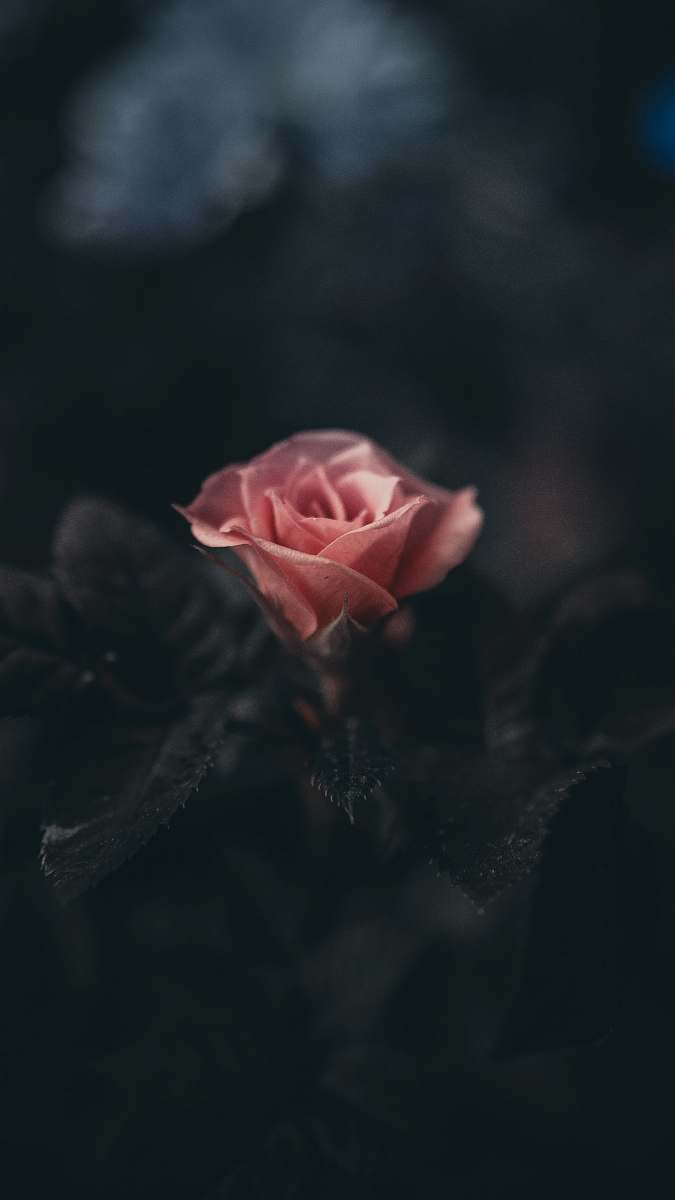 rose pink rose flower in selective photography dark