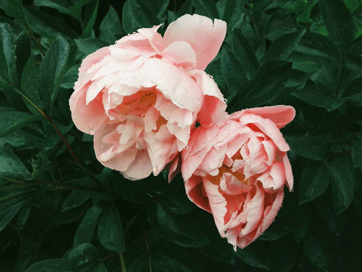 plant pink roses pink