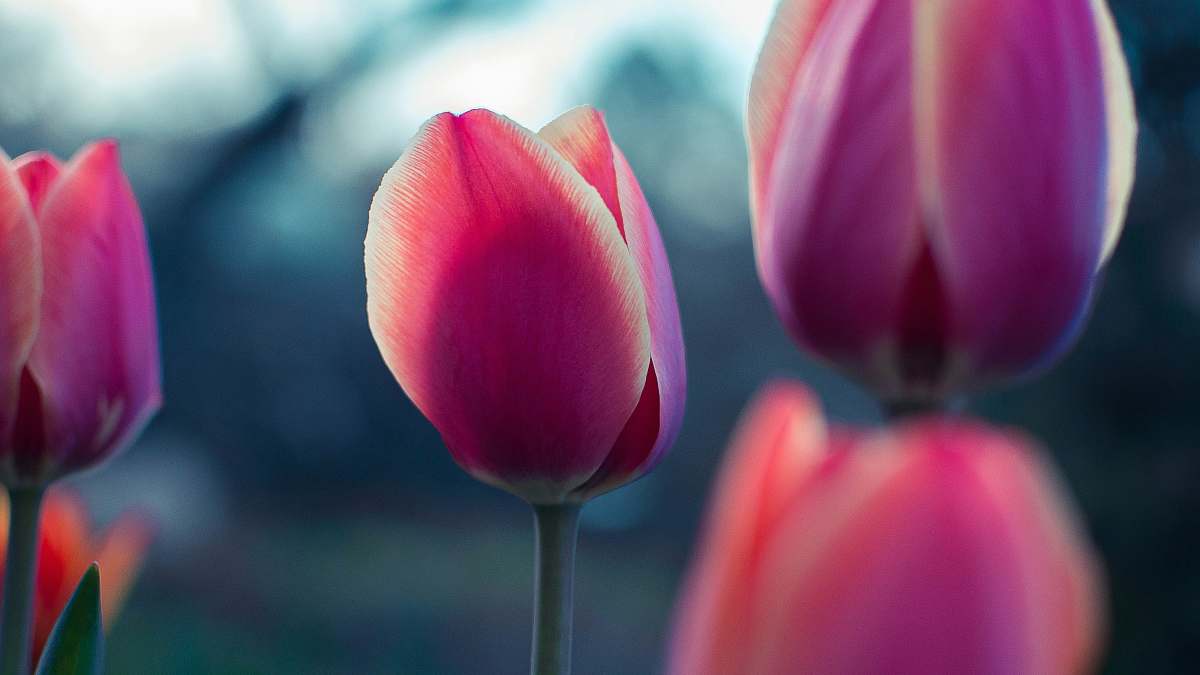 tulip pink tulip flowers flora