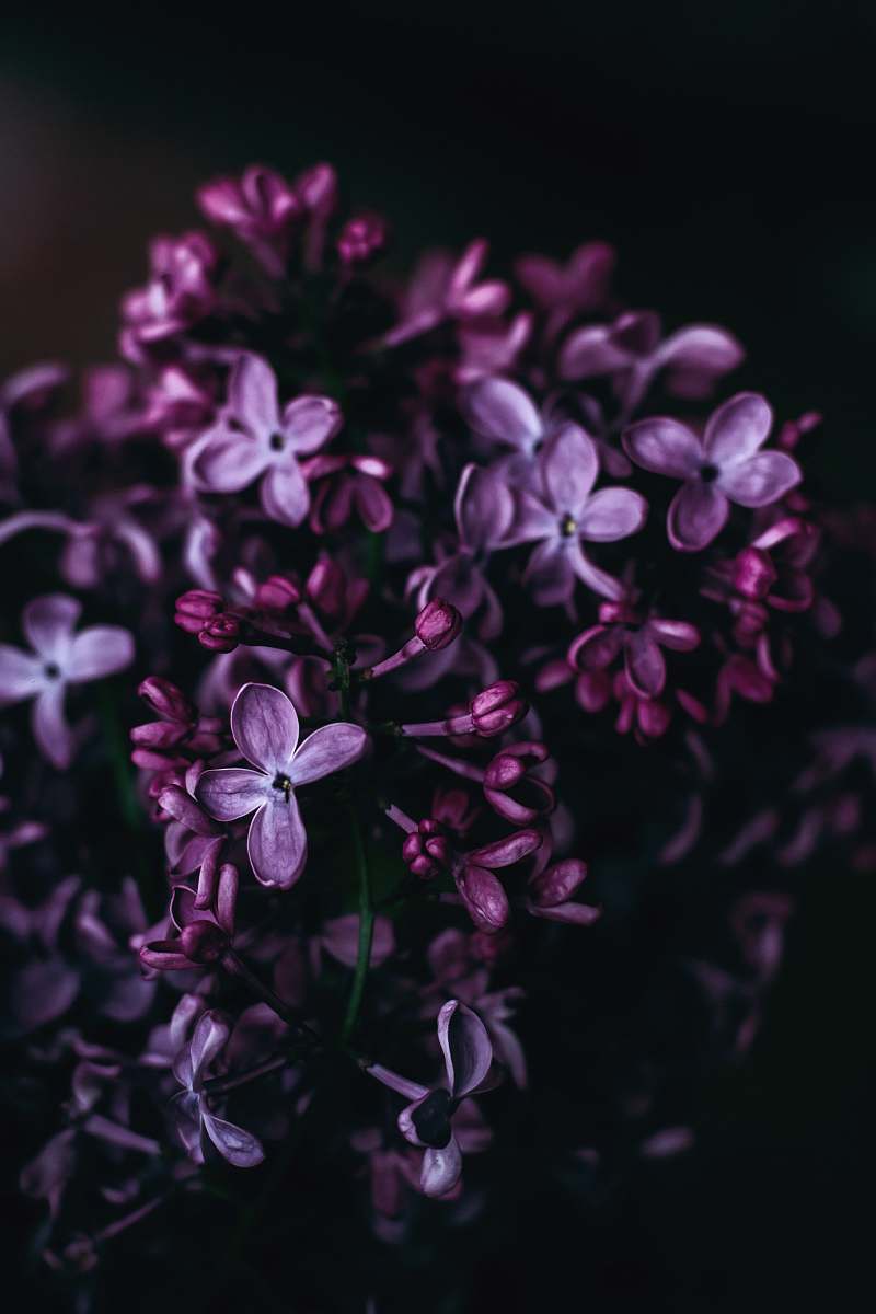 plant purple flowers lilac