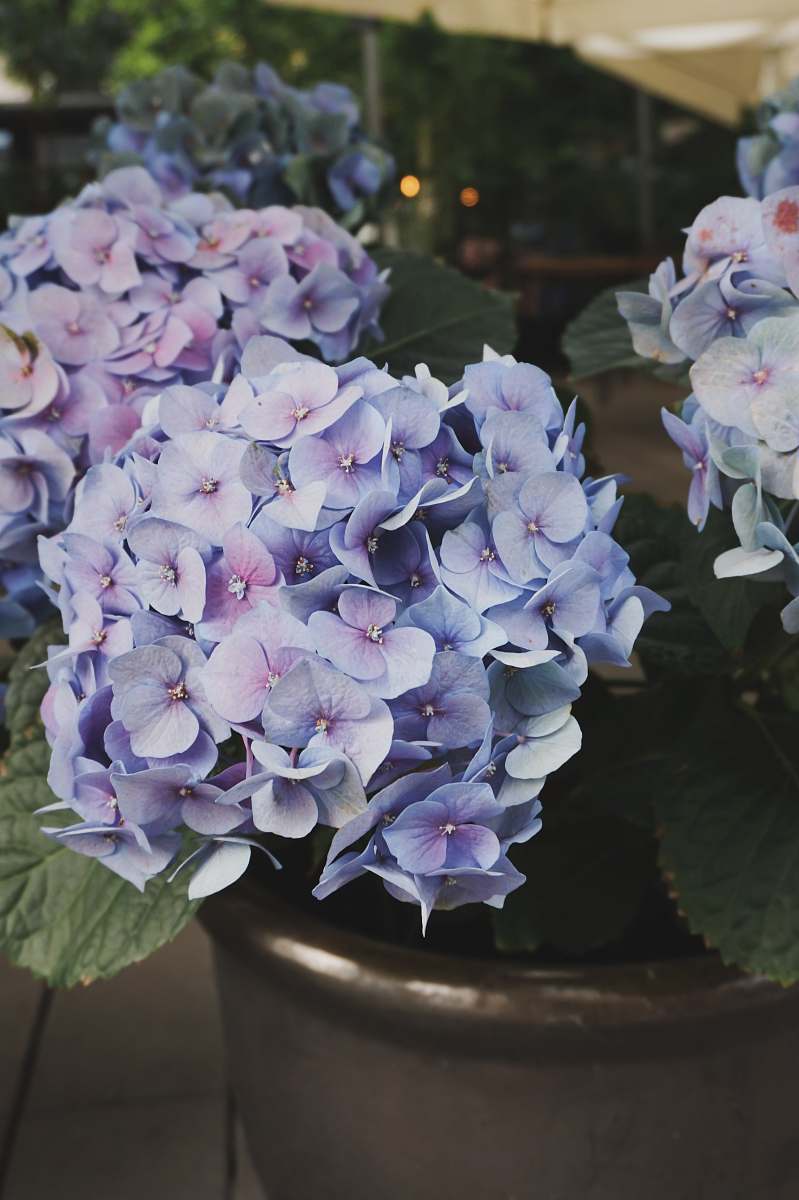 geranium purple hydrangea blossom