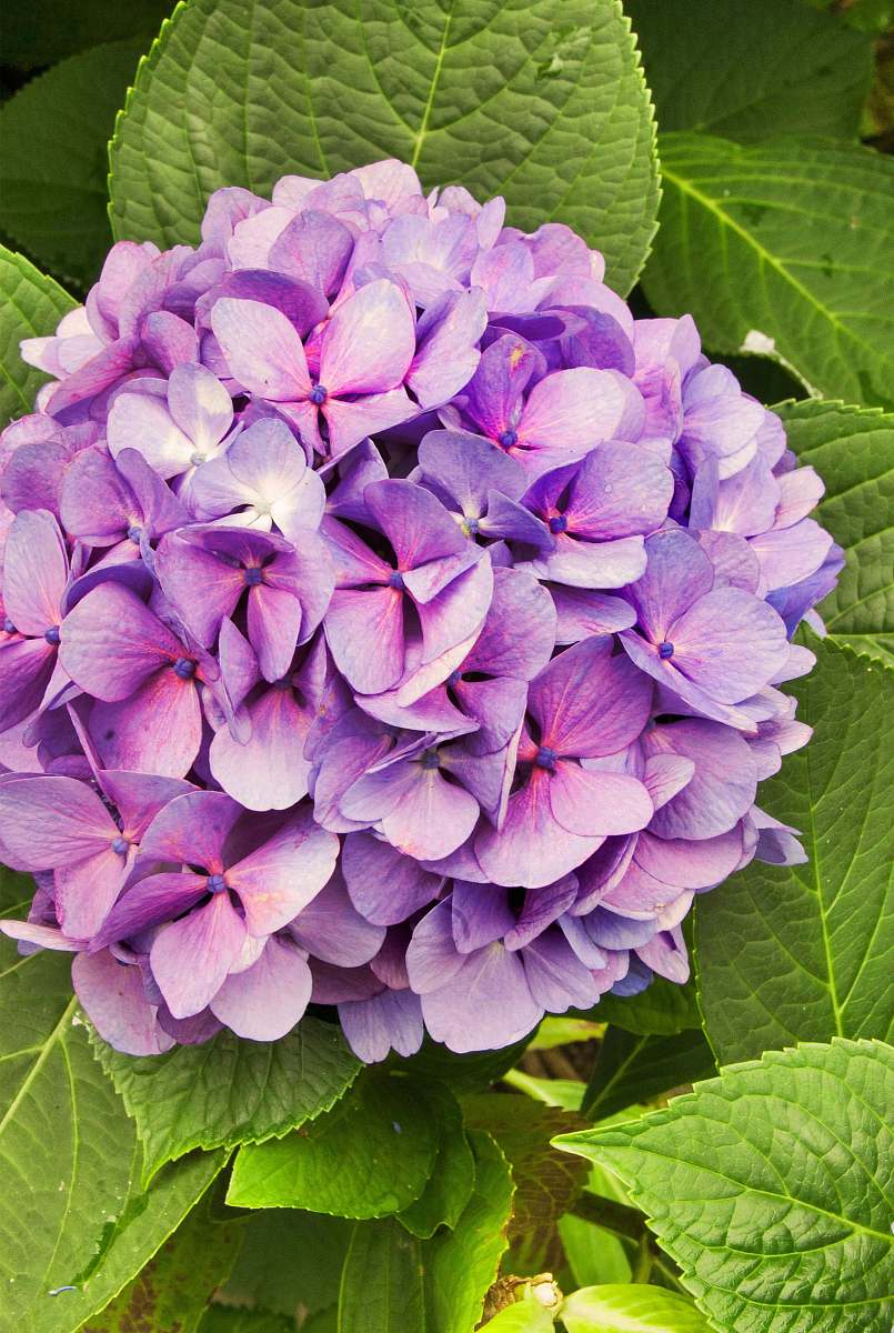 geranium purple hydrangeas flower in closeup photo blossom