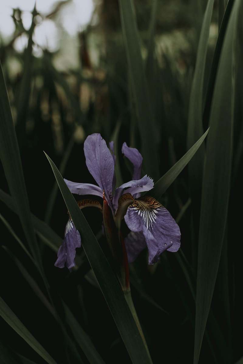 plant purple-petaled flower iris
