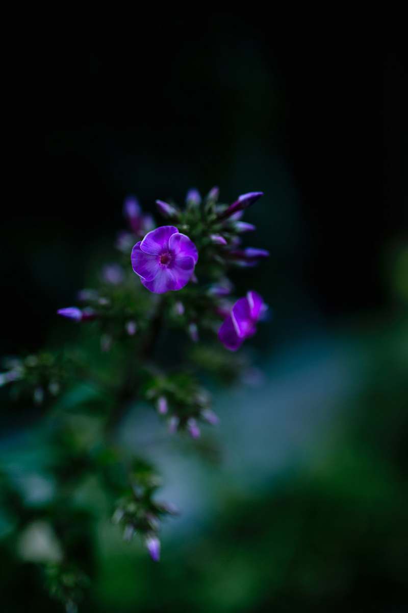plant purple petaled flowers blossom