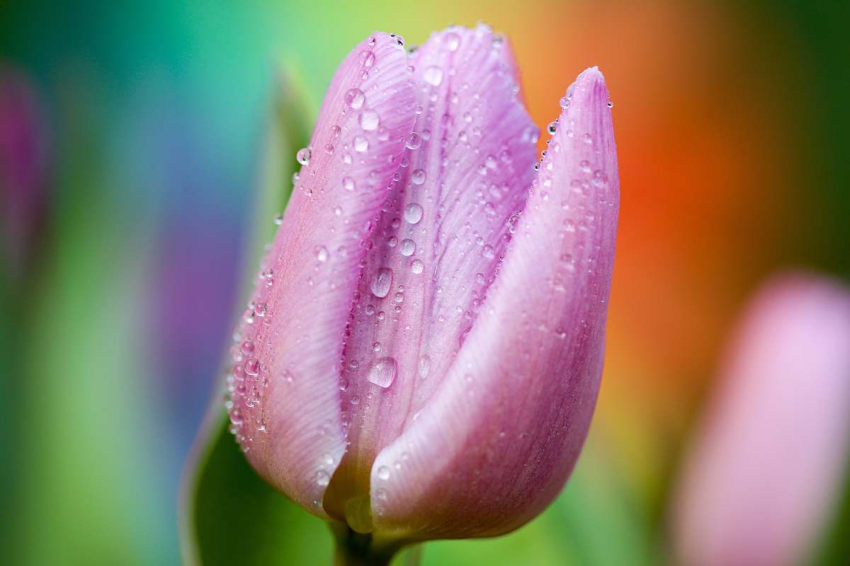 tulip purple tulip with morning dew flora
