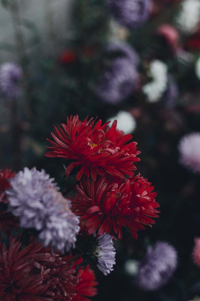 blossom red and white daisy flowers dahlia