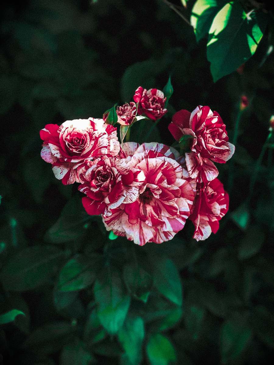 blossom red and white rose flowers geranium