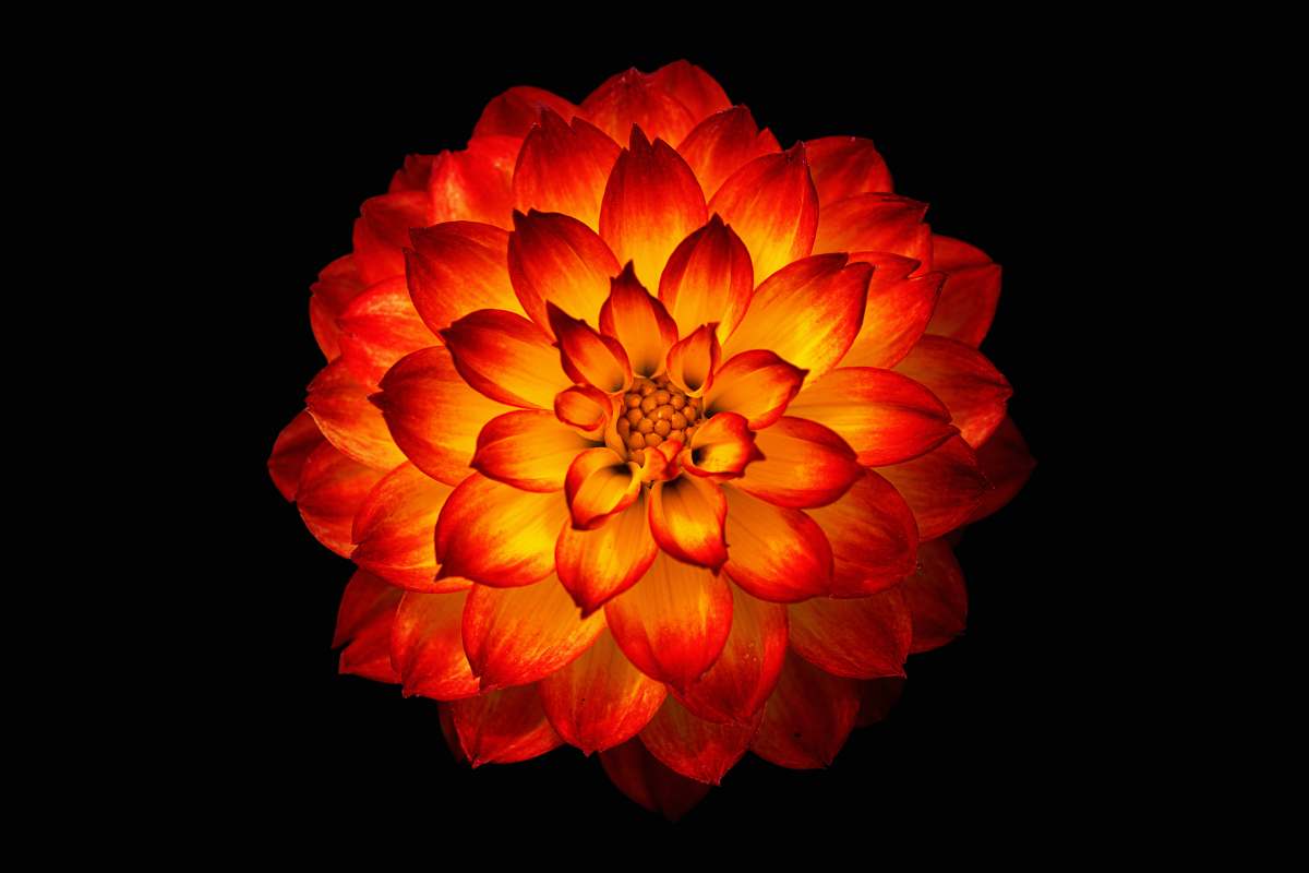 human red and yellow flower digital wallpaper people