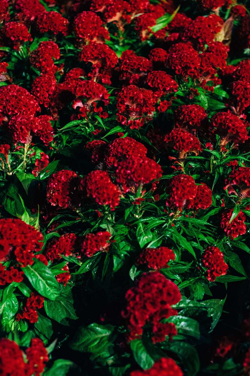 plant red cluster petaled flower blossom