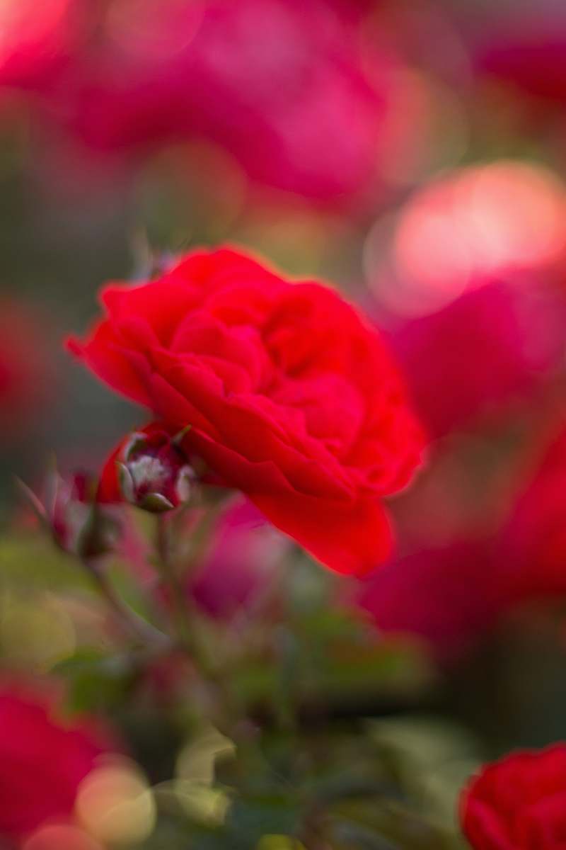 blossom red flower geranium