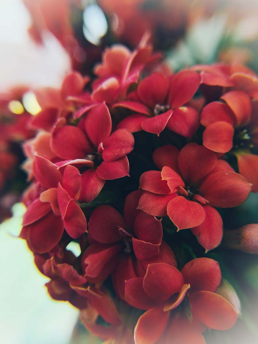 geranium red petaled flower blossom