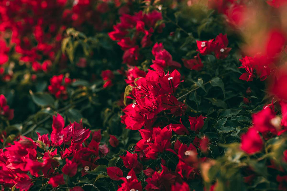 blossom red petaled flowers geranium