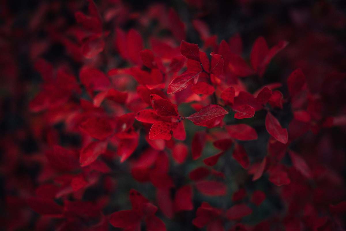 plant red petaled flowers petal