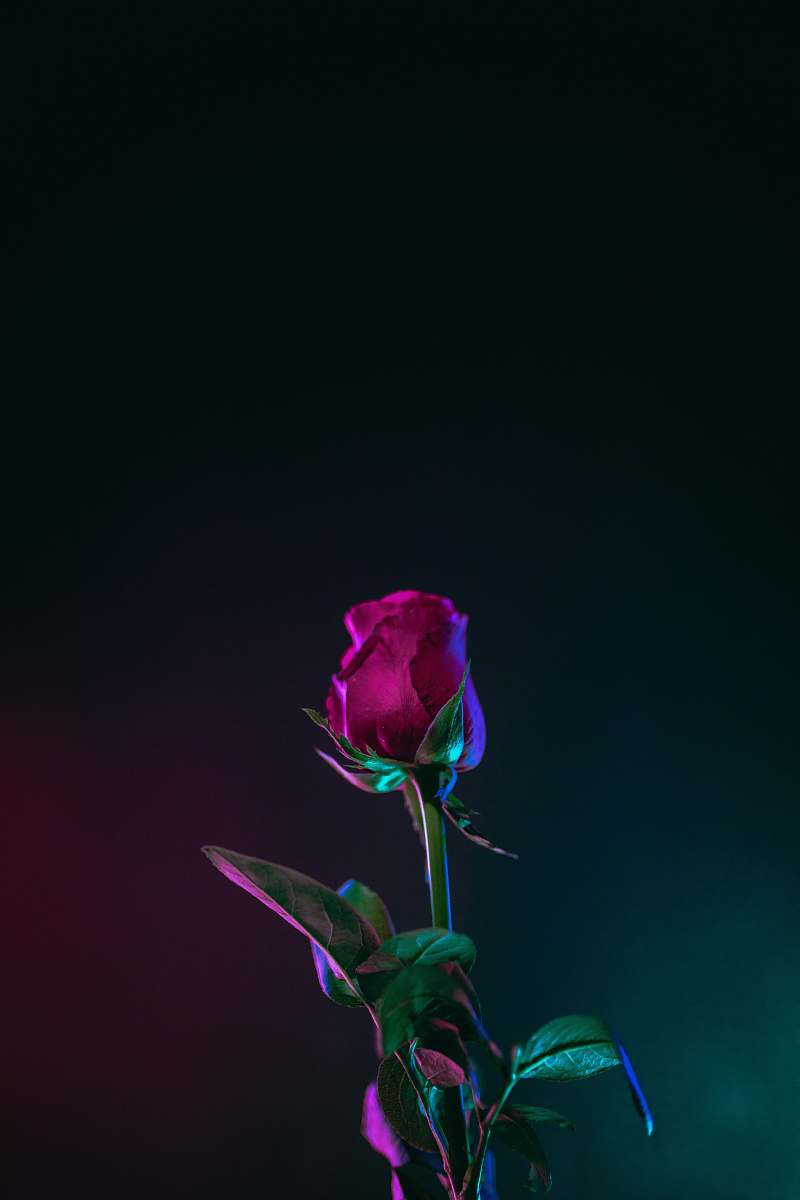 plant red rose flower photo in dark surface rose