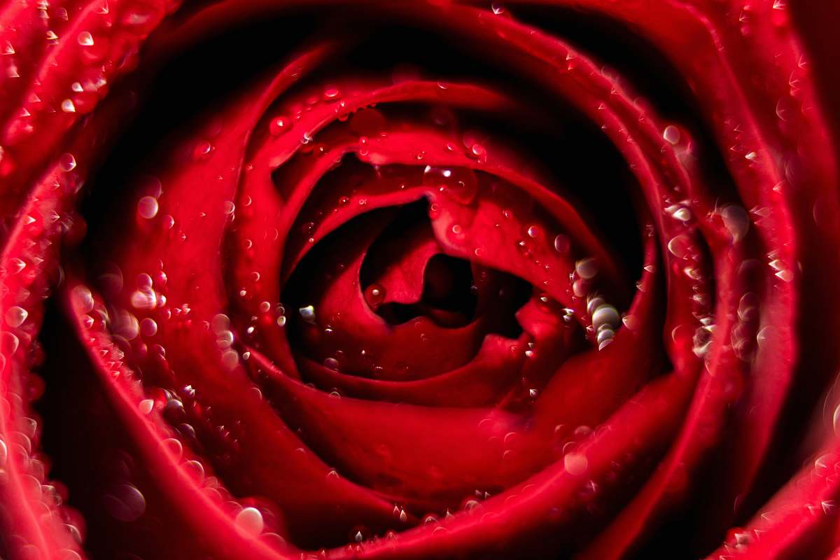 plant red rose rose