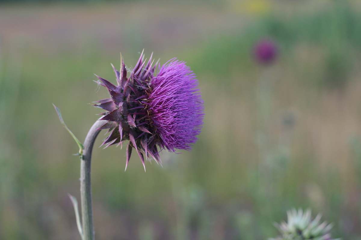 thistle selective focus of purple flower flora