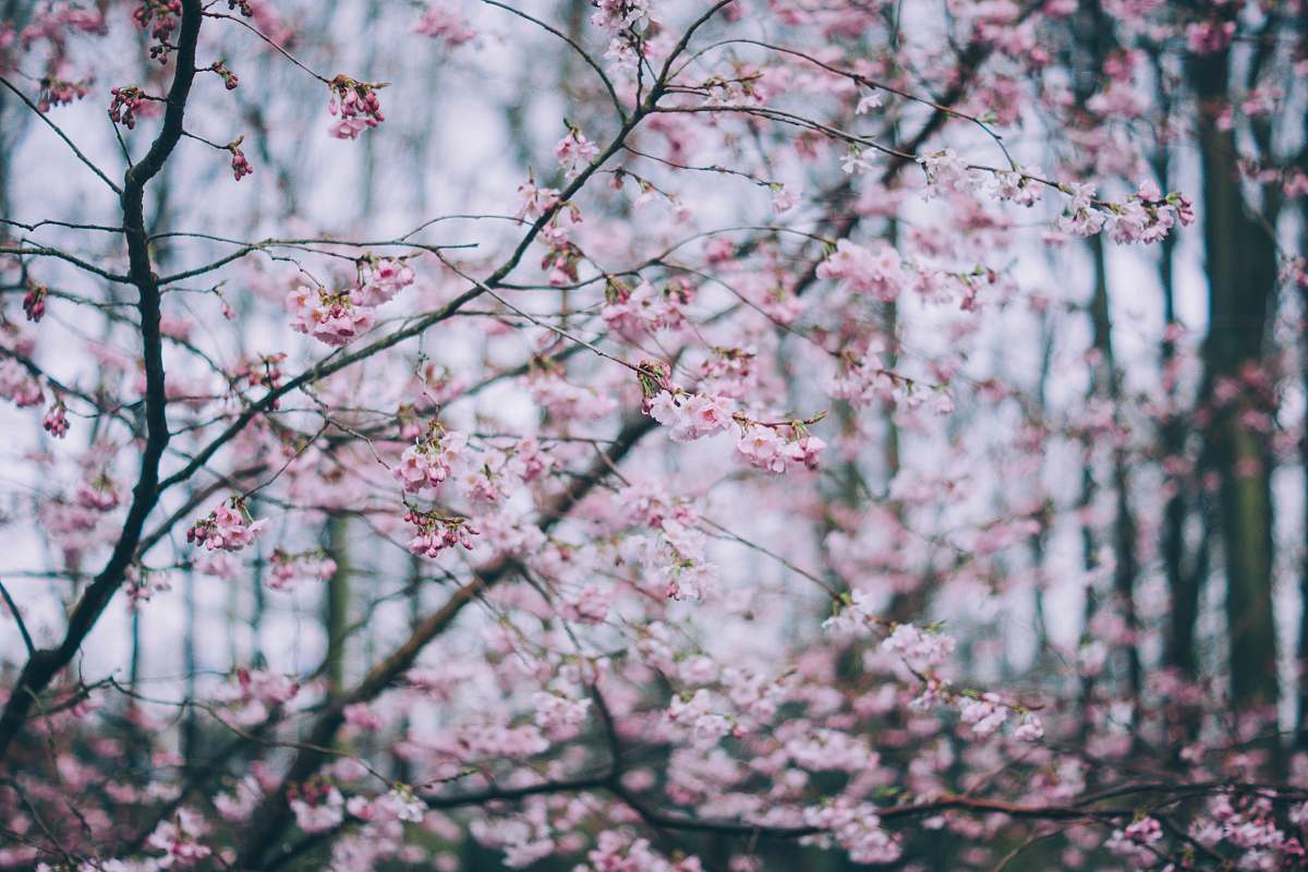 blossom selective focus photo of pink cherry blossom flora