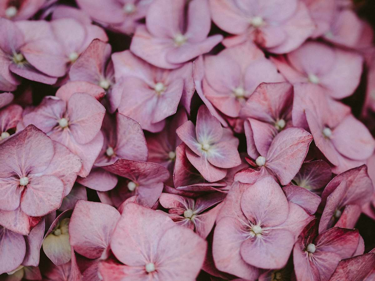 plant selective focus photo of pink-petaled flowers geranium
