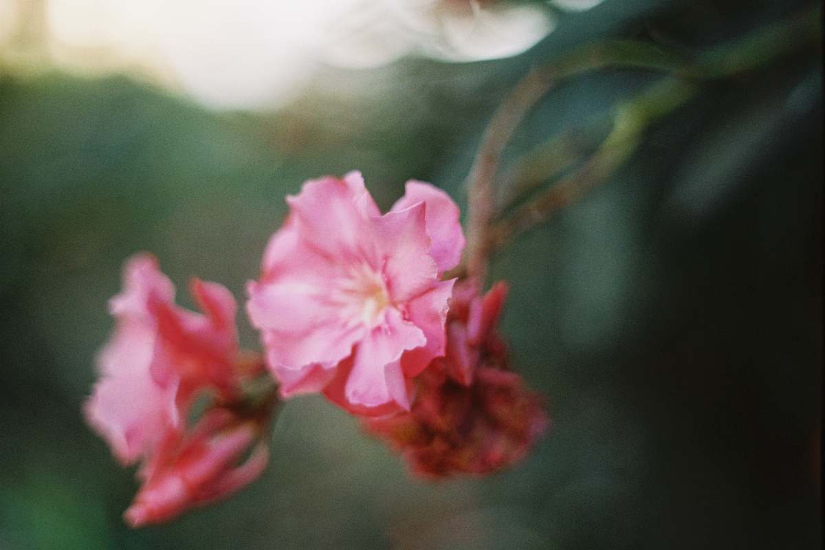 blossom selective focus photography of pink petaled flower geranium