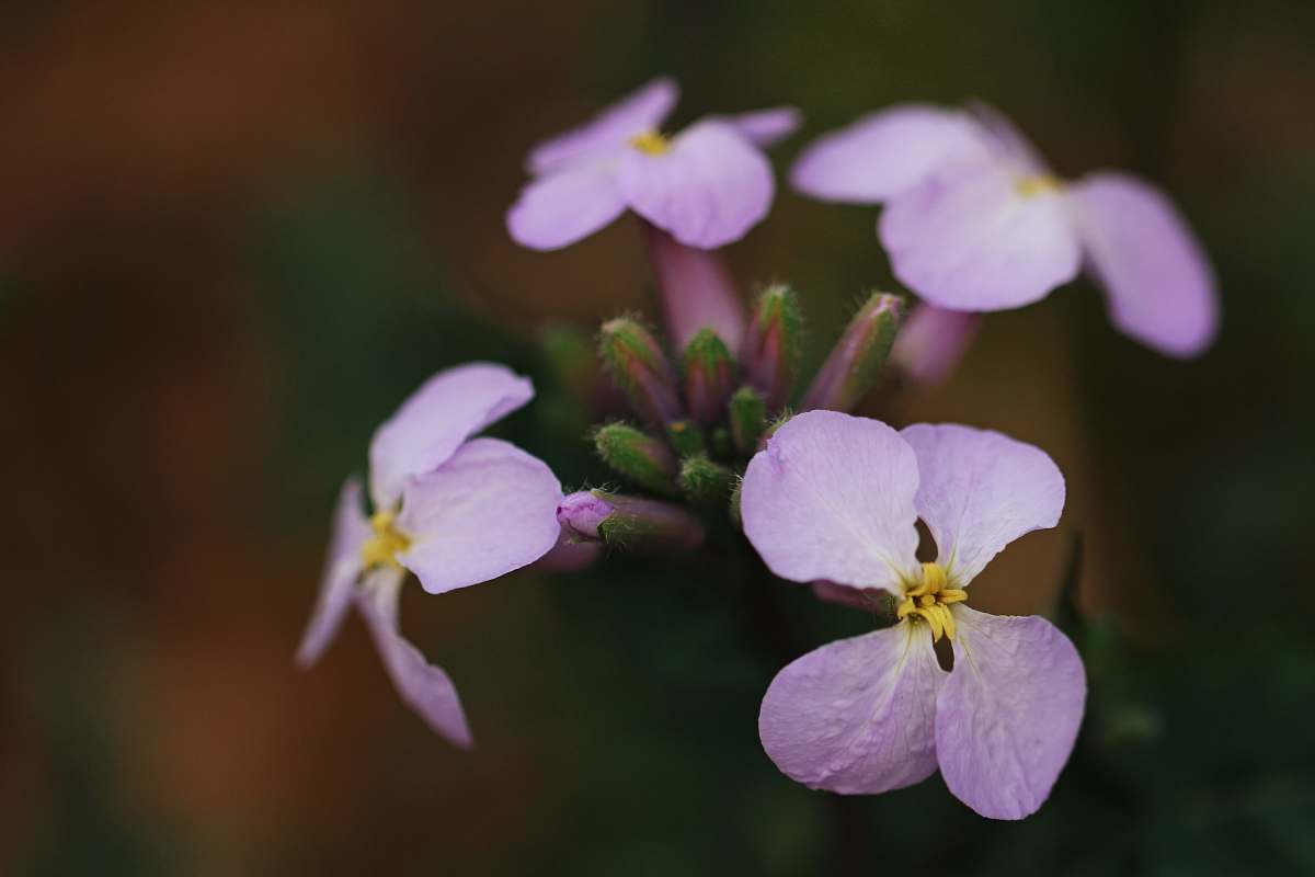 geranium selective focus photography of pink petaled flower plant