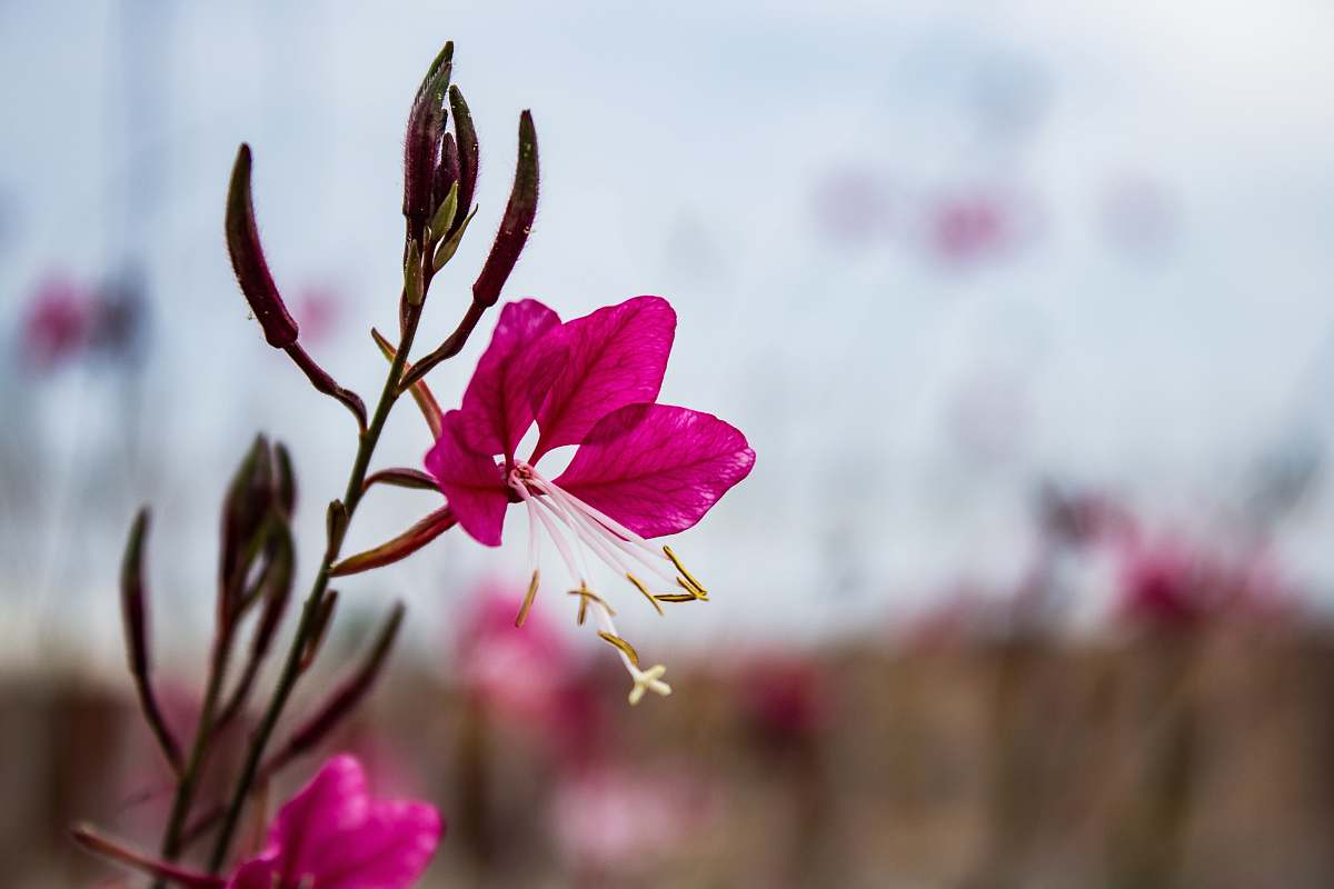 plant selective focus photography of pink petaled flowers geranium