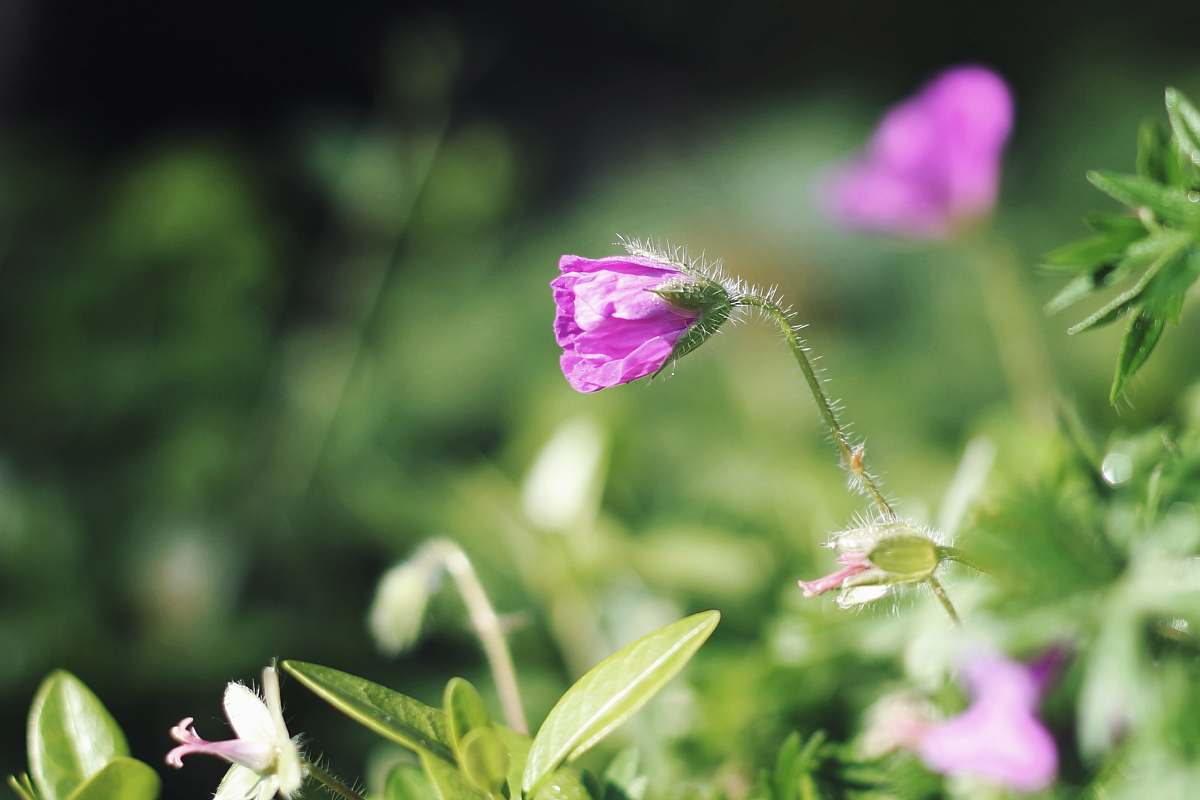 geranium selective focus photography of purple flower blossom