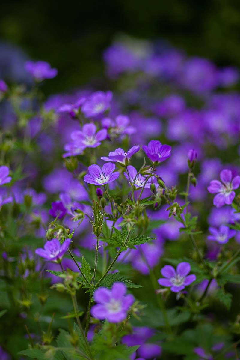 blossom selective focus photography of purple-petaled flowers geranium