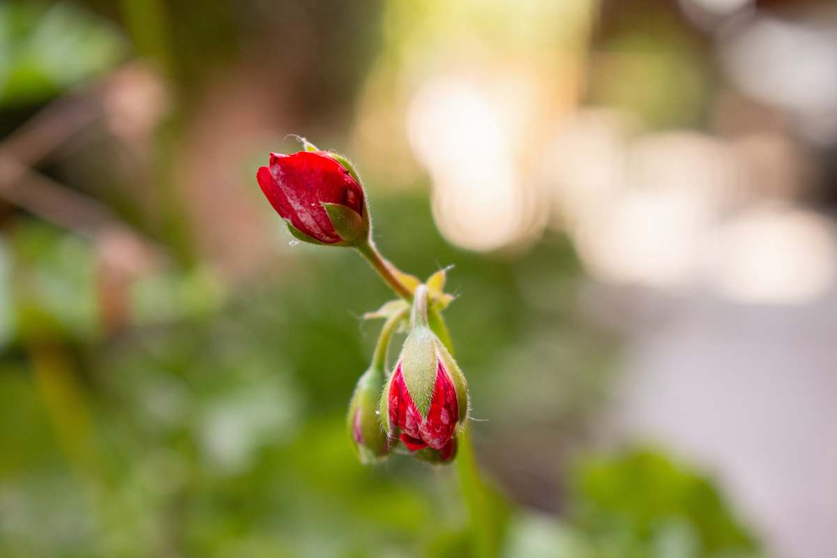 blossom selective focus photography of three red rose buds bud