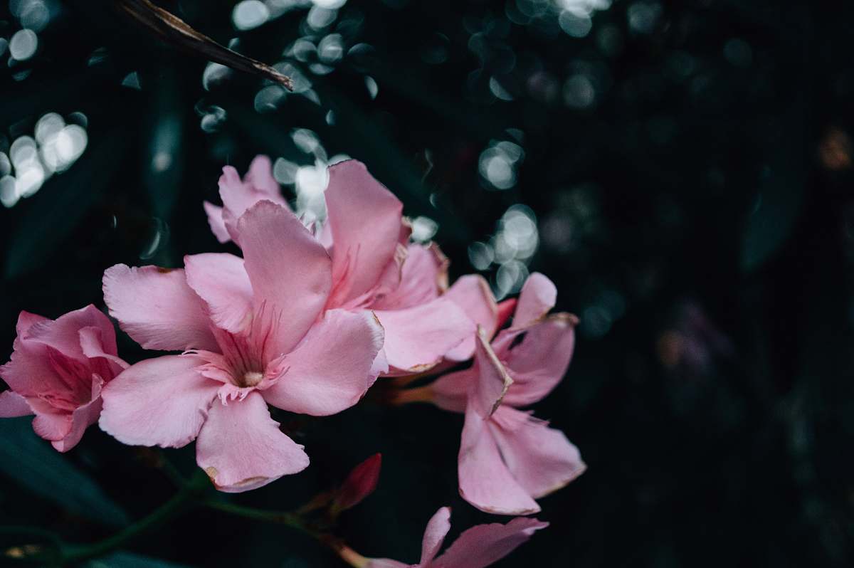 blossom shallow focus photography of pink flowers geranium