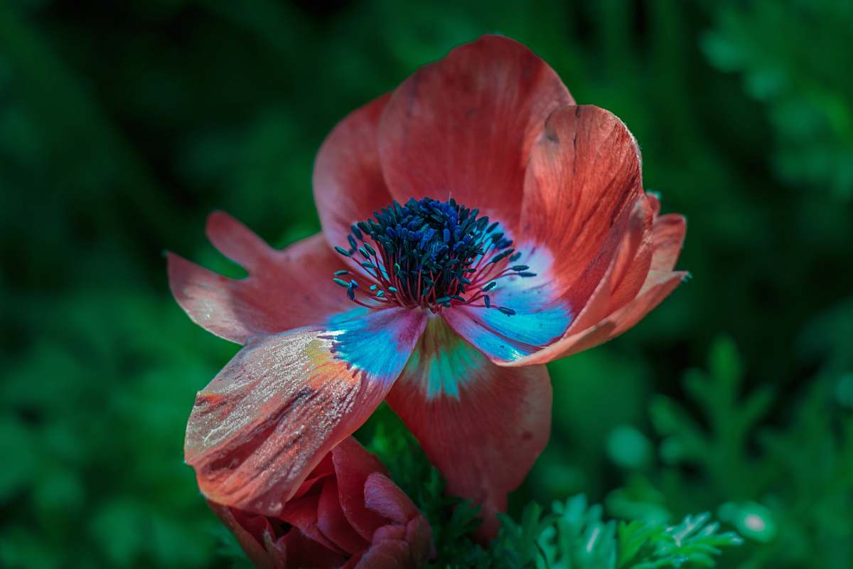 plant shallow focus photography of red petal flower flora