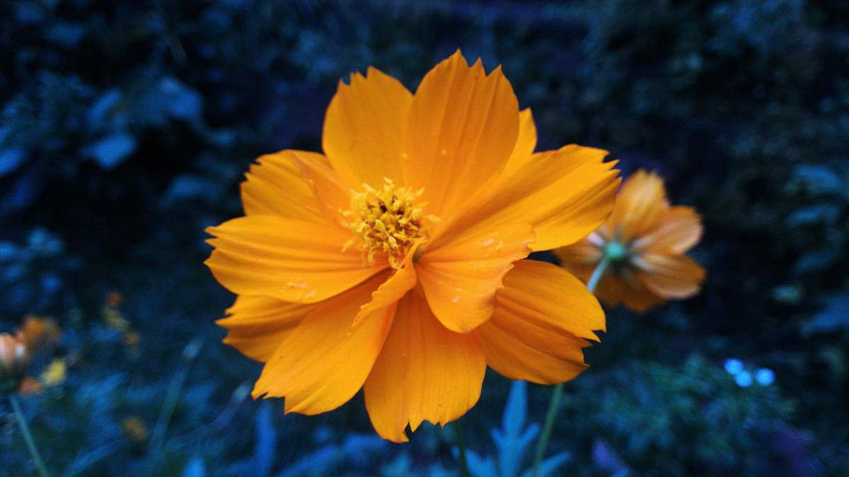 cosmos shallow focus photography of yellow flower person