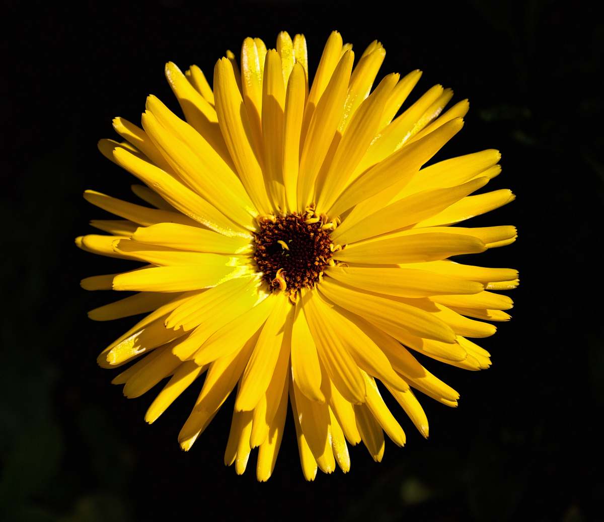 plant shallow focus photography of yellow flower yellow