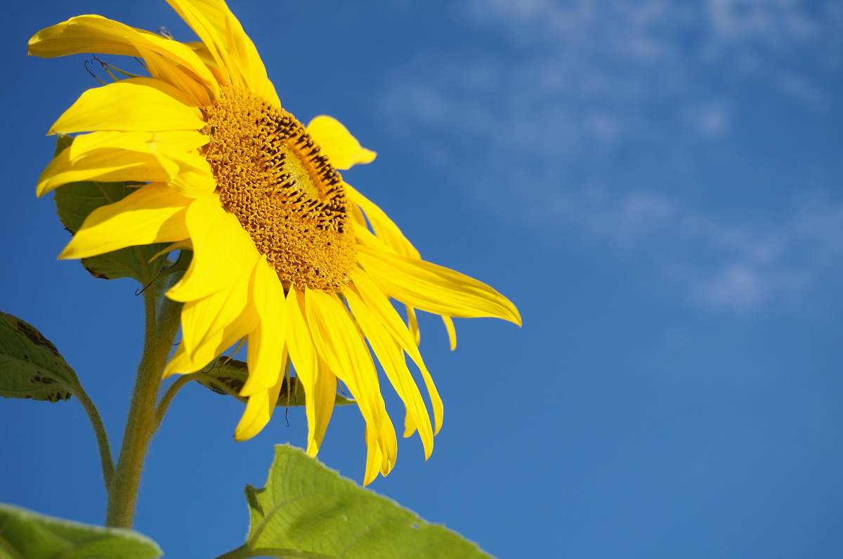 sunflower shallow focus photography of yellow sun flower flora
