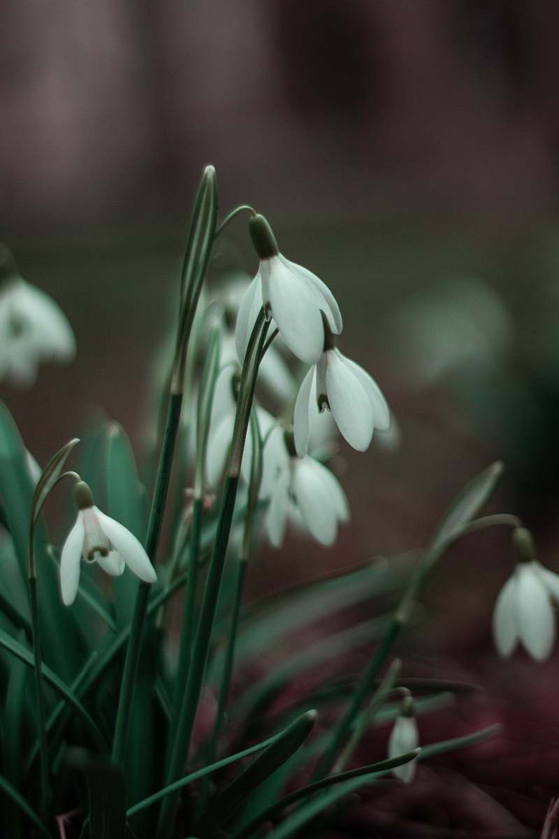amaryllidaceae tilt shift focus photography of white flwoer blossom