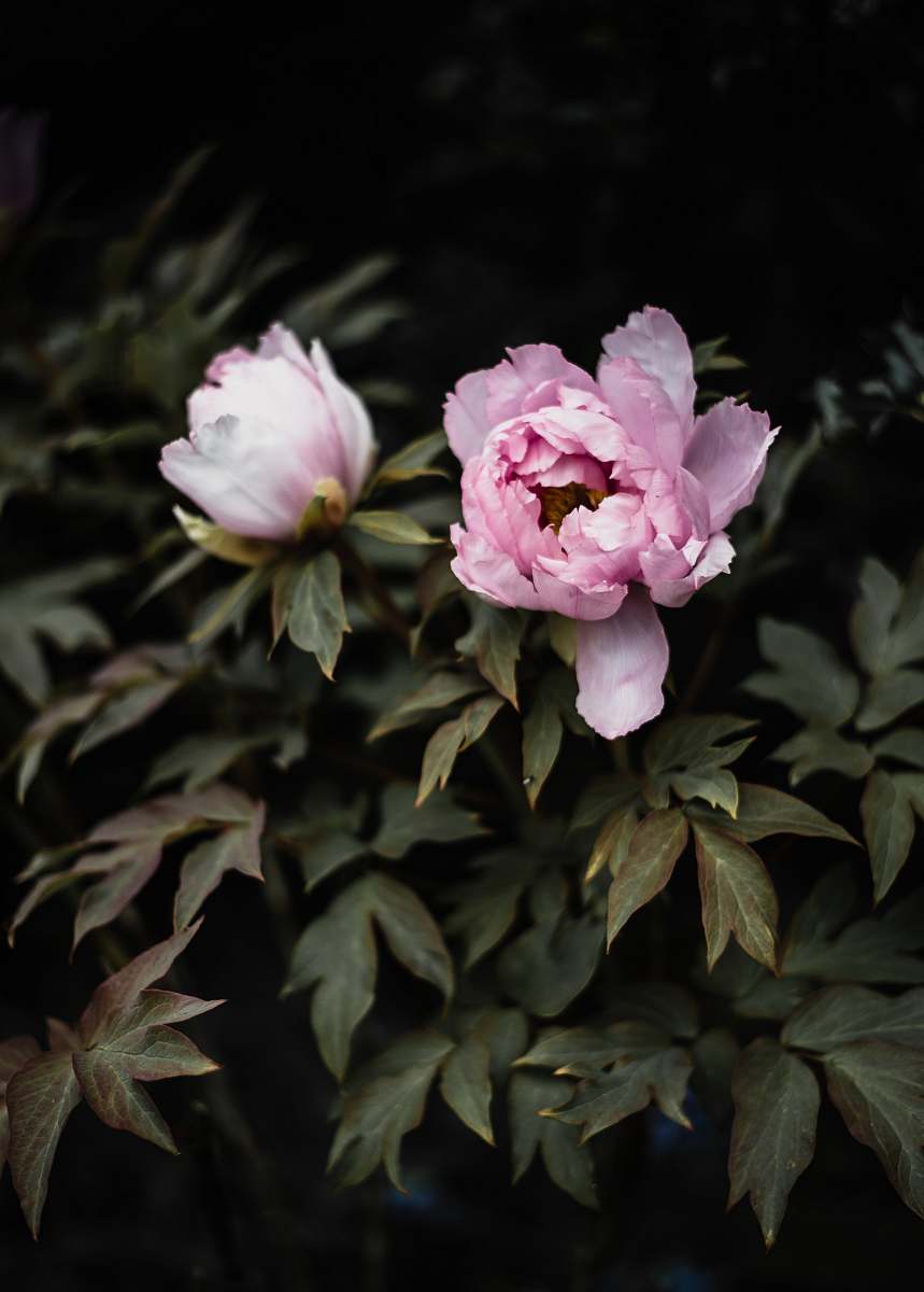 plant tilt shift lens photography of pink flowers peony