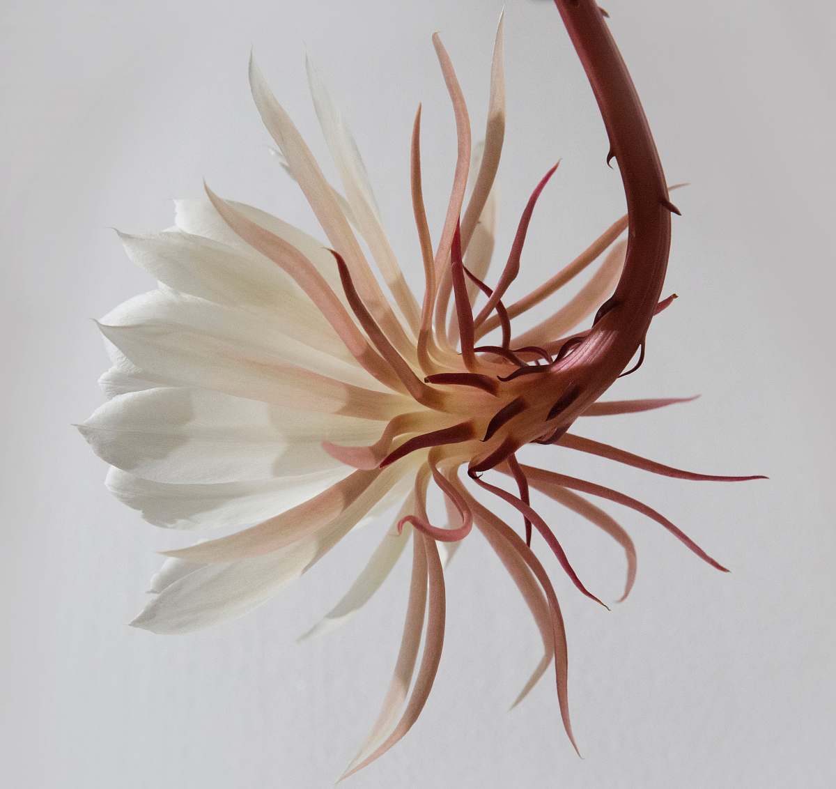 plant white and brown flower flora