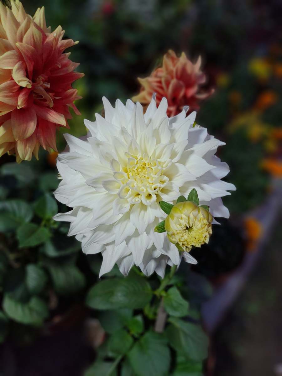 plant white and orange flowers dahlia