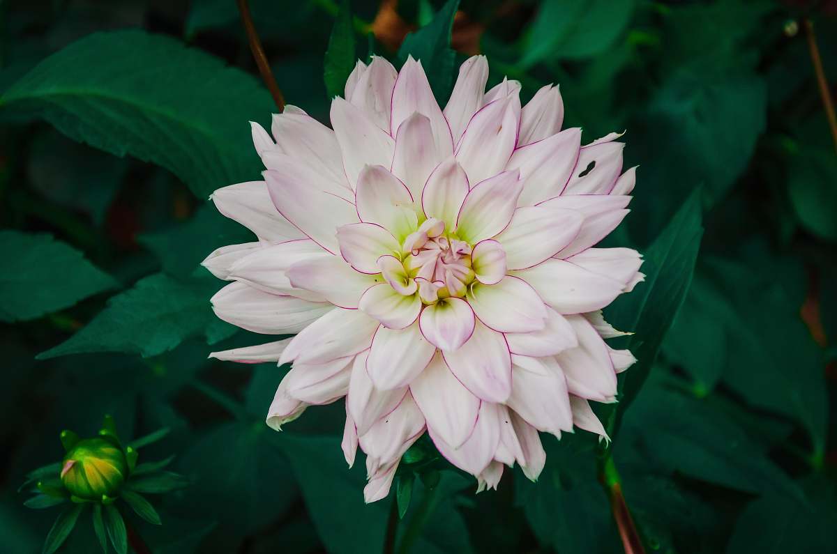 plant white and pink petaled flower dahlia