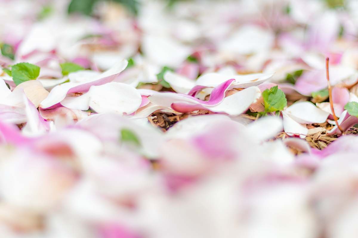 plant white-and-pink petals petal