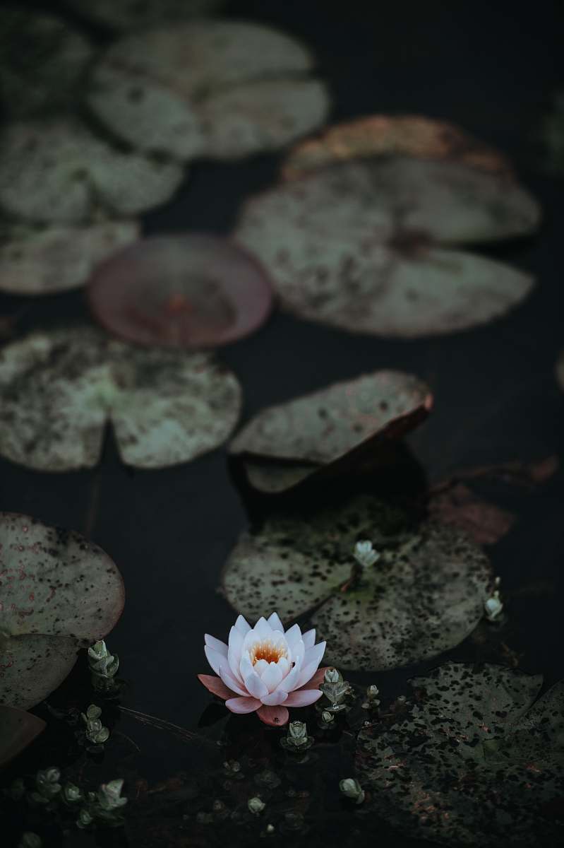 plant white and pink waterlily in bloom on water near green lily pads pond lily