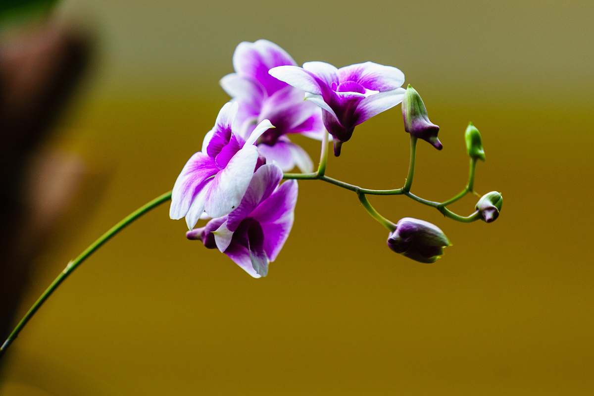blossom white and purple orchids blooming during daytime geranium