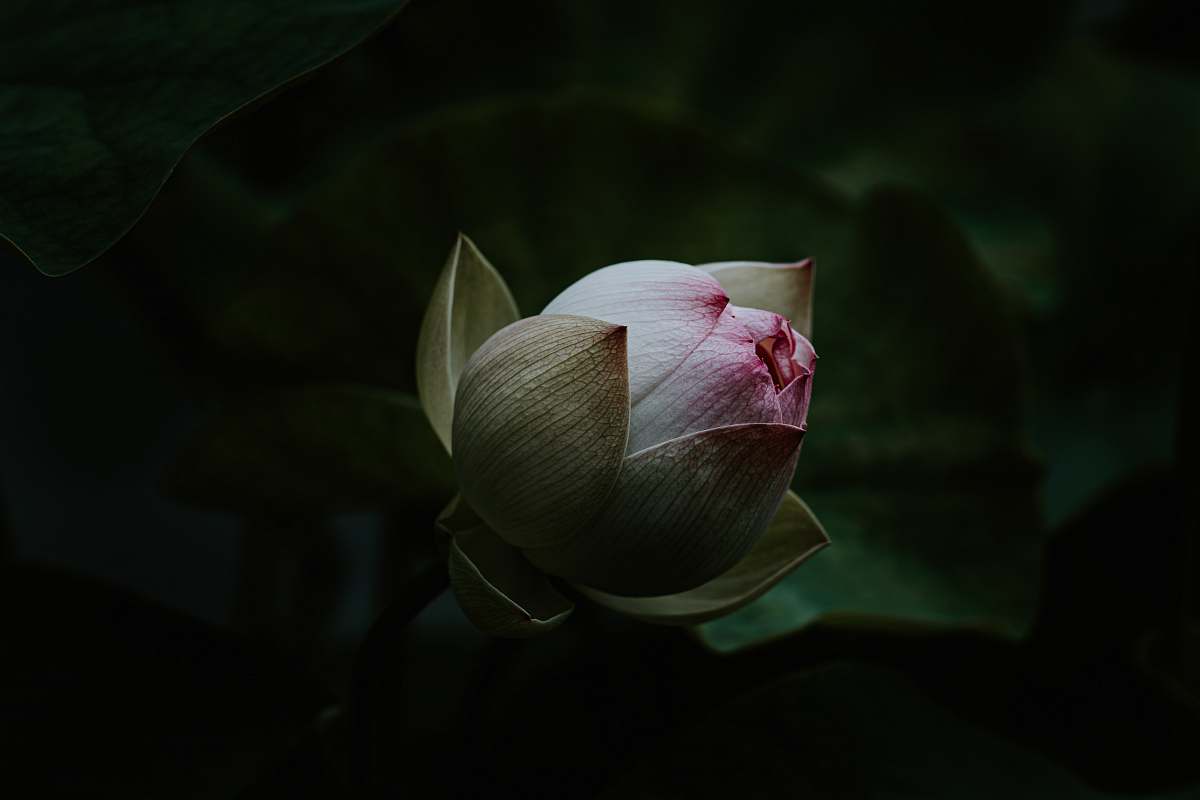 plant white and red-petaled flower sprout
