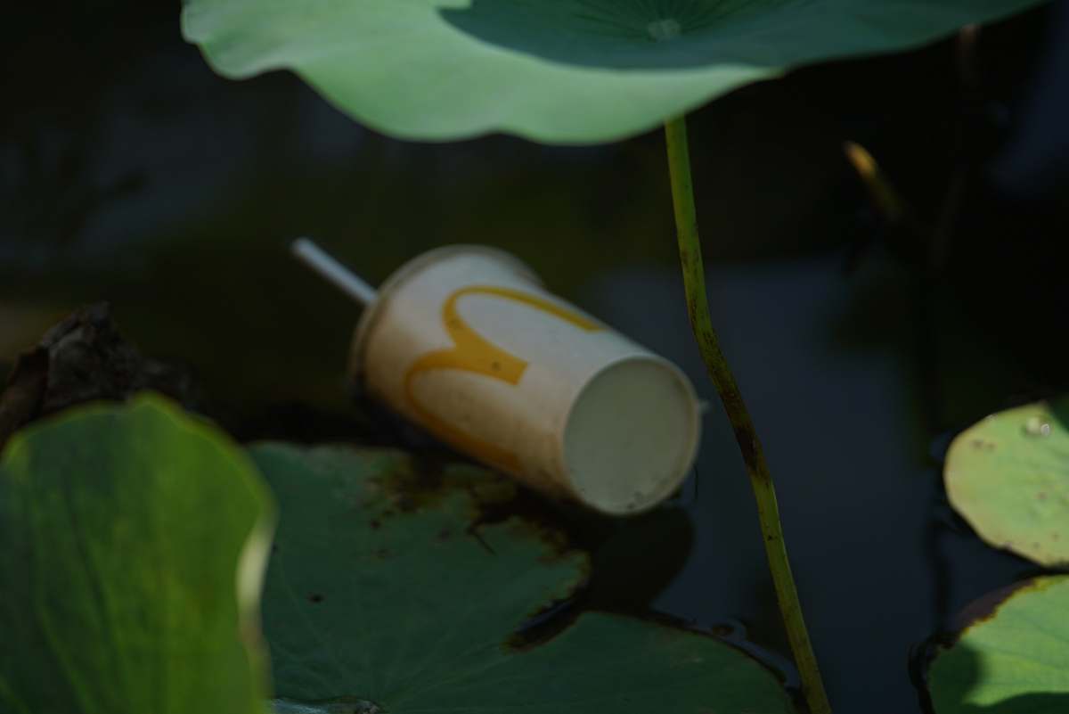 blossom white and yellow McDonald disposable cup lily
