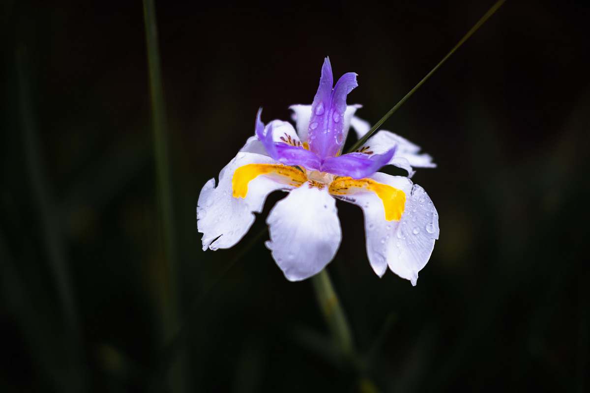 blossom white and yellow petaled flower iris